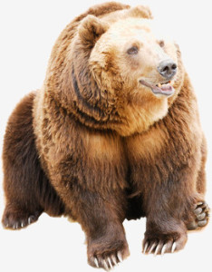 Grizzly Bear