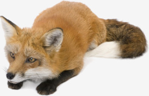 Red Fox