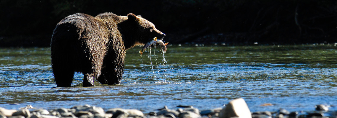 Griz and Salmon