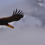 Eagle Soar
