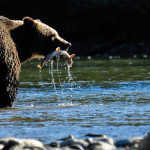Griz and Salmon